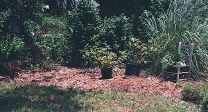 Plant it! Plant it!