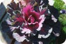 Ornamental Cabbage Ornamental Cabbage