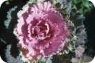 Ornamental Cabbage Ornamental Cabbage