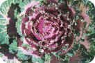 Ornamental Cabbage Ornamental Cabbage