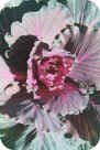 ornamental cabbage ornamental cabbage