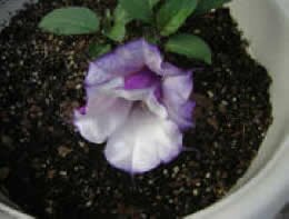 purple angel's trumpet purple angel's trumpet