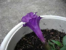 purple angel's trumpet purple angel's trumpet