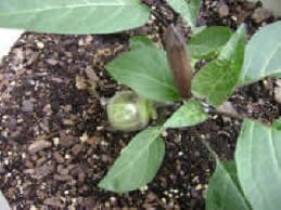 purple angel's trumpet purple angel's trumpet