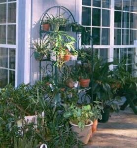 A large plant collection A large plant collection