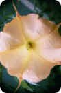 brugmansia brugmansia