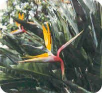 Bird of Paradise Bird of Paradise