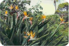Bird of Paradise Bird of Paradise