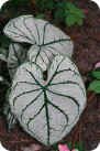 Caladium Caladium