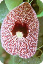 Calico Flower Calico Flower