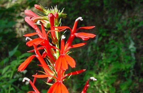Cardinal Flower Cardinal Flower