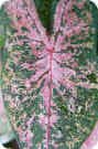 Caladium Caladium