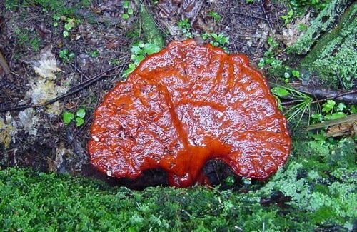 Cinnabar Red Polypore Cinnabar Red Polypore