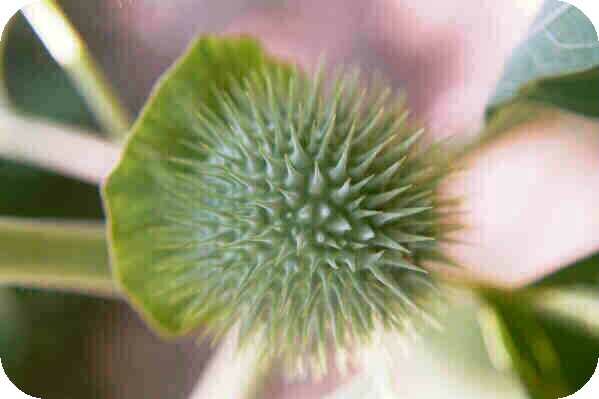 Datura seedhead Datura seedhead