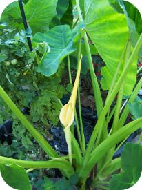 Elephant Ear Bloom sent in by Karen Midwell, Dover, Arkansas Elephant Ear Plant Care Elephant Ear Plant Care Elephant Ear Bloom sent in by Karen Midwell, Dover, Arkansas