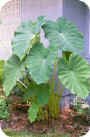 Colocasia esculenta Colocasia esculenta