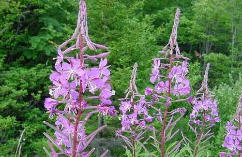 Fireweed Fireweed