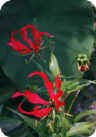 Gloriosa rothschildiana Gloriosa rothschildiana