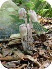 Indian Pipe photo by Ed Utz Indian Pipe photo by Ed Utz
