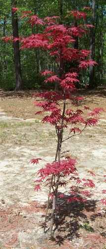 Japanese Maple, NC, zone 7/8 Japanese Maple