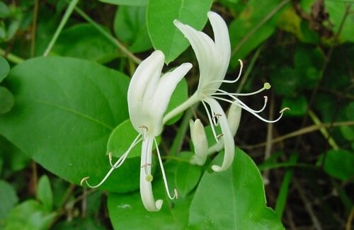 Japanese Honeysuckle Japanese Honeysuckle