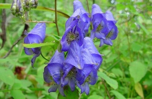 Monkshood Monkshood