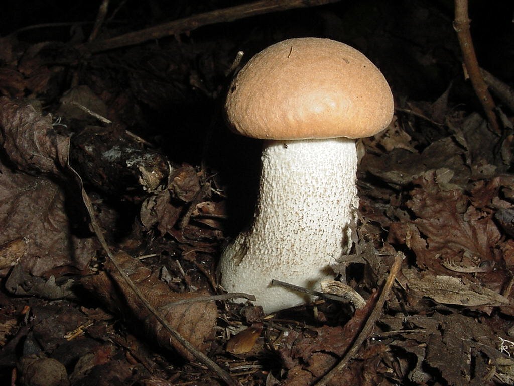 Mushroom Mushroom