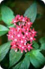 Pentas Pentas