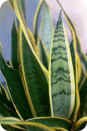 Sansevieria trifasciata 'Laurentii' Sansevieria trifasciata 'Laurentii'