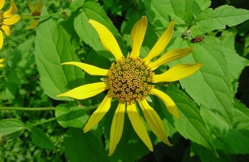 Woodland Sunflower Woodland Sunflower
