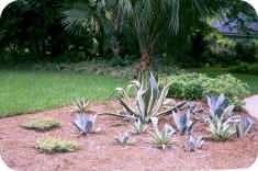 Agave Agave