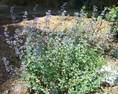 Catmint N faassenii Catmint N faassenii