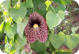 Dutchman's Pipe Dutchman's Pipe