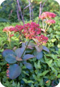 Kalanchoe blooms Kalanchoe blooms