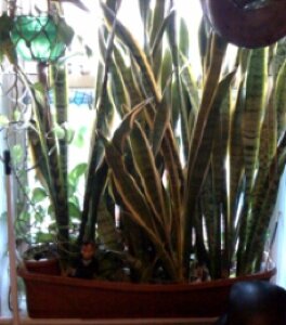 Snake Plant from Queens, NY Snake Plant from Queens, NY