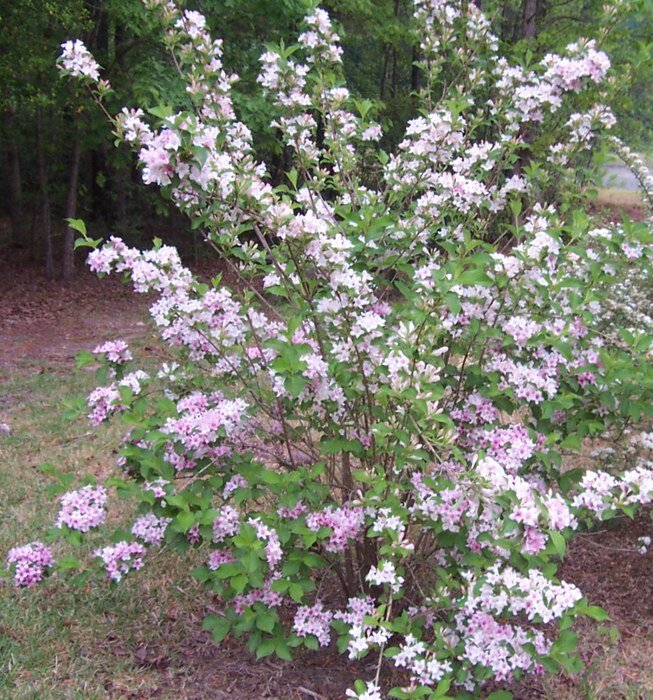 Weigela Weigela