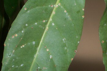 Emilycompost How To Get Rid Of Scale Scale On Schefflera A Better Way To Get Rid Of